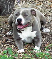 Amstaff Standard Temperament